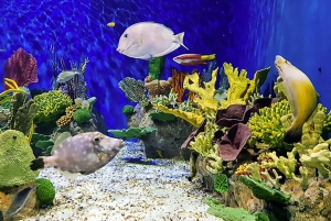 Discover AquaRio & Olympic Boulevard: Marine Life and Art