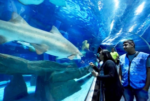 Discover AquaRio & Olympic Boulevard: Marine Life and Art