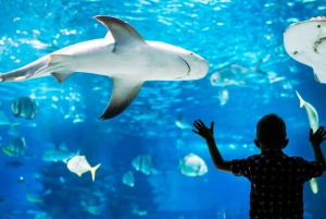 Discover AquaRio & Olympic Boulevard: Marine Life and Art