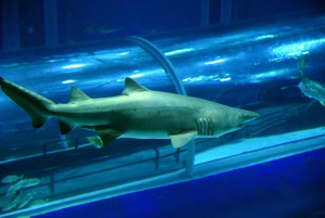 Discover AquaRio & Olympic Boulevard: Marine Life and Art