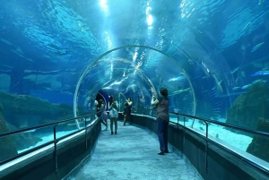 Discover AquaRio & Olympic Boulevard: Marine Life and Art