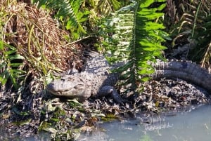 Explore Ilha da Gigoia : an island adventure