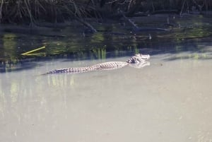 Explore Ilha da Gigoia : an island adventure