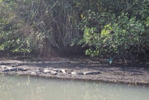 Explore Ilha da Gigoia : an island adventure