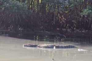 Explore Ilha da Gigoia : an island adventure