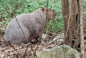 Explore Ilha da Gigoia : an island adventure