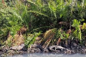 Explore Ilha da Gigoia : an island adventure