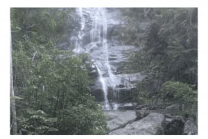 Floresta da Tijuca