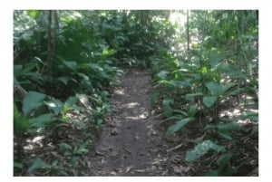 Floresta da Tijuca