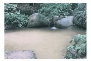 Floresta da Tijuca