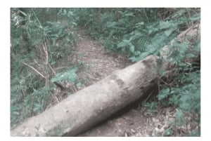 Floresta da Tijuca
