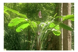 Floresta da Tijuca