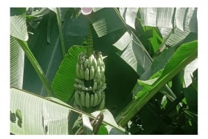 Floresta da Tijuca