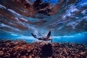 From Rio de Janeiro: 5-Day Bahia and Abrolhos Islands Tour