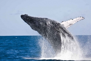 From Rio de Janeiro: 5-Day Bahia and Abrolhos Islands Tour