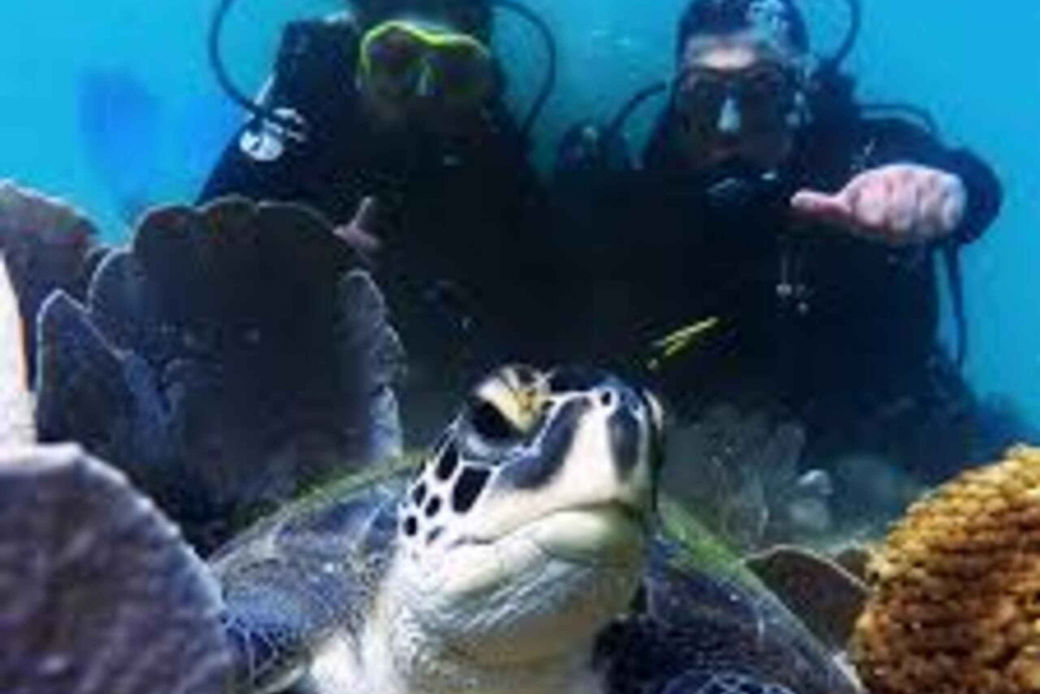 from Rio de Janeiro: Diving in Buzios