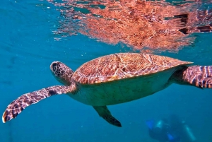 from Rio de Janeiro: Diving in Buzios