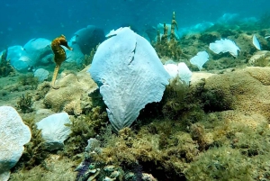 from Rio de Janeiro: Diving in Buzios