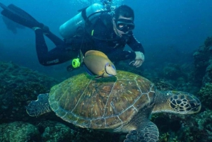 from Rio de Janeiro: Diving in Buzios
