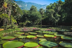 Green Rio: Guided Tour of Botanical Garden and Lage Park