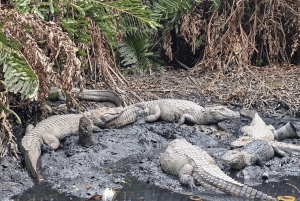 Ilha Gigoia and Santa Teresa: a guided tour of Rio's hidden treasures.