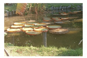 Jardim Botânico do Rio de Janeiro