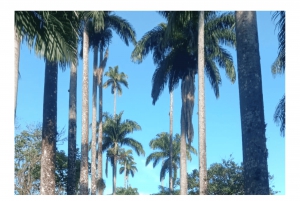 Jardim Botânico do Rio de Janeiro