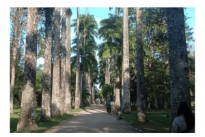 Jardim Botânico do Rio de Janeiro
