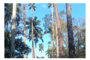 Jardim Botânico do Rio de Janeiro