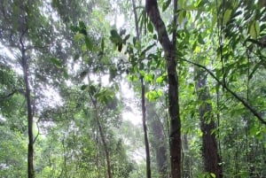 Pedra Bonita Trail: The easiest trail with a beautiful view of Rio