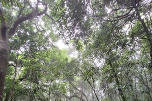 Pedra Bonita Trail: The easiest trail with a beautiful view of Rio
