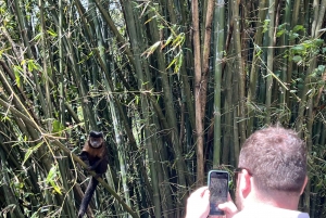 Private Tijuca Forest & Botanical Garden Guided Tour