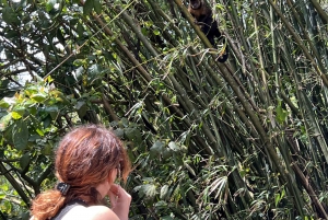 Private Tijuca Forest & Botanical Garden Guided Tour