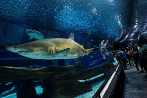 Rio: AquaRio and Olympic Boulevard