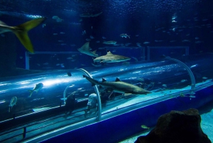 Rio: AquaRio and Olympic Boulevard