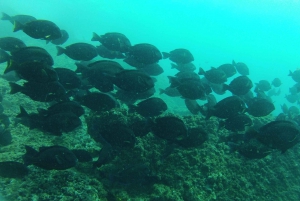 Rio: Best Dive Experience All Inclusive Scuba Diving Package