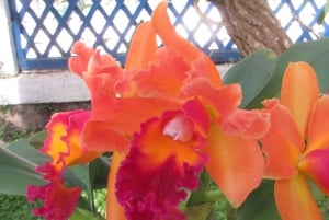 Rio: Botanical Garden, Tijuca Forest, and Parque Lage Tour