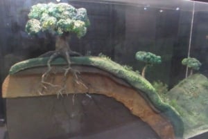 Rio: Botanical Garden, Tijuca Forest, and Parque Lage Tour