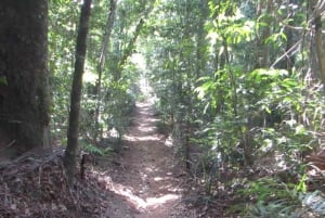 Rio: Botanical Garden, Tijuca Forest, and Parque Lage Tour