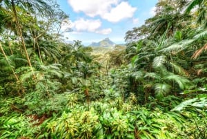 Rio: Botanical Garden, Tijuca Forest, and Parque Lage Tour