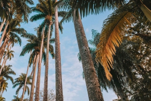 Rio de Janeiro: 4-Hour Botanical Garden & Tijuca Forest Tour