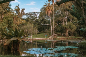 Rio de Janeiro: 4-Hour Botanical Garden & Tijuca Forest Tour