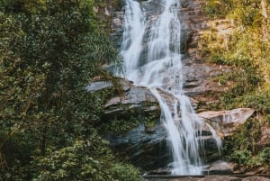 Rio de Janeiro: 4-Hour Botanical Garden & Tijuca Forest Tour