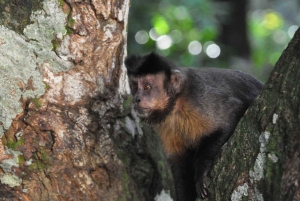 Rio de Janeiro: 4-Hour Botanical Garden & Tijuca Forest Tour