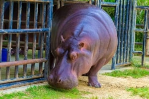 Rio de Janeiro: BioParque Guided Tour with Transfer