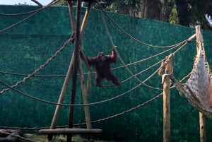 Rio de Janeiro: BioParque Guided Tour with Transfer