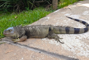 Rio de Janeiro: BioParque Guided Tour with Transfer