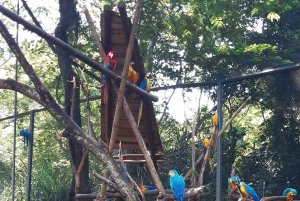 Rio de Janeiro: BioParque Guided Tour with Transfer