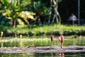 Jeep'n'Green: Rio Botanical Garden & Tijuca Rainforest Tour