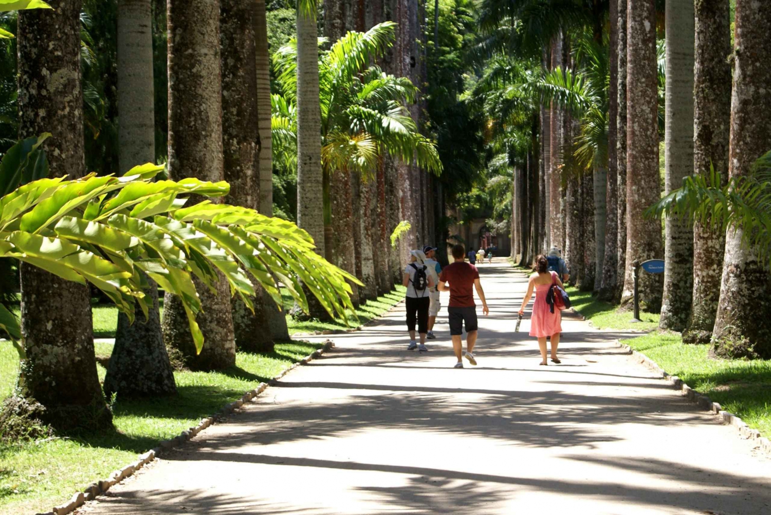 Rio de Janeiro: Botanical Garden Guided Visit